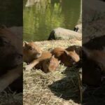 カピバラのまどかと赤ちゃんカピバラたち(YouTube)