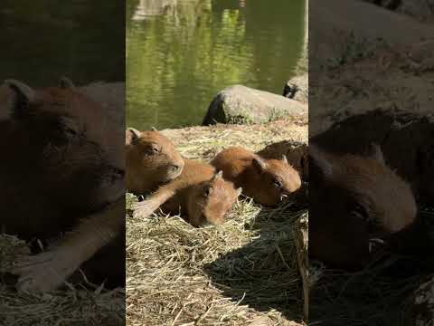 カピバラのまどかと赤ちゃんカピバラたち(YouTube)