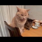 みんなが大切(YouTube)