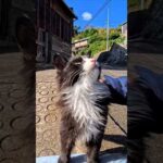 猫島の路地裏で出会った子猫がかわいすぎた(YouTube)