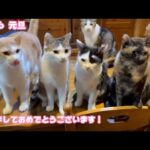 明けましておめでとうございます！ 無事新しい年を迎える事ができました 2026 01 01 1(YouTube)