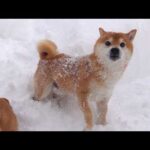 大雪の中、柴犬が今までにない動きを見せました【最長寒波】(YouTube)