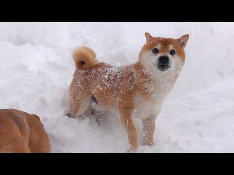 大雪の中、柴犬が今までにない動きを見せました【最長寒波】(YouTube)