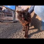 猫島の路地裏にいた長毛黒猫、顔を見せた瞬間モフられに出てきた尊すぎる展開(YouTube)