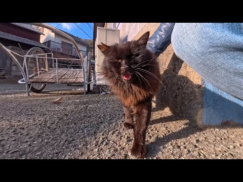 猫島の路地裏にいた長毛黒猫、顔を見せた瞬間モフられに出てきた尊すぎる展開(YouTube)
