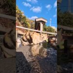 初詣に行ったらと猫いました(YouTube)