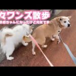 久々ワンズの散歩です  チョビお爺ちゃんになったけど元気です  2026 01 23 1(YouTube)