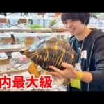 【JRS静岡】とんでもない爬虫類達が大集合の国内最大級の爬虫類イベントが今年も凄すぎた(YouTube)