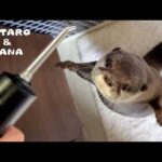 洗面所でウォーターフロス使ってたらカワウソがやってきた　Otter’s Amazing Reaction to His First Water Flosser(YouTube)