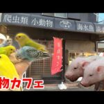 千葉県にある動物カフェに遊びに行ってみると…ベタ慣れな子達との触れ合いが幸せすぎたのと、高難度の金魚掬いが楽しすぎた(YouTube)