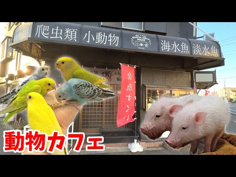 千葉県にある動物カフェに遊びに行ってみると…ベタ慣れな子達との触れ合いが幸せすぎたのと、高難度の金魚掬いが楽しすぎた(YouTube)