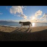 夕方の防波堤に猫(YouTube)