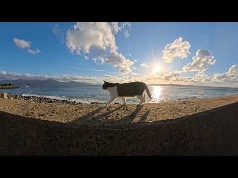 夕方の防波堤に猫(YouTube)