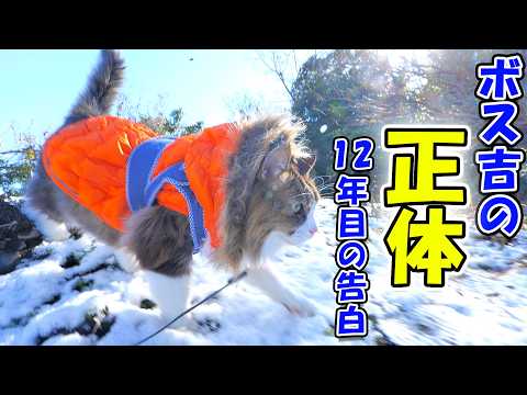 ボス吉はノルウェージャン？これまで100件以上寄せられた疑問の真実を公表します‥【長毛野良猫の正体】(YouTube)