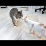 ボス猫が病院の匂いをつけて帰ってきたら新入り子猫の反応が可愛すぎましたw(YouTube)