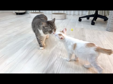 ボス猫が病院の匂いをつけて帰ってきたら新入り子猫の反応が可愛すぎましたw(YouTube)