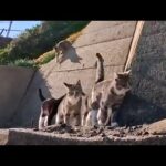 山の上の猫集会所へ向かう途中、崖の上の見張り猫に見つかって仲間が続々集結(YouTube)