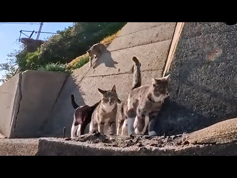 山の上の猫集会所へ向かう途中、崖の上の見張り猫に見つかって仲間が続々集結(YouTube)
