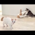 初めて先輩たちの喧嘩を見た子猫がびっくり仰天してこうなっちゃいました…(YouTube)