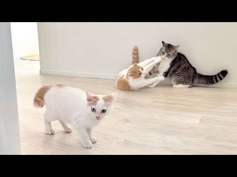 初めて先輩たちの喧嘩を見た子猫がびっくり仰天してこうなっちゃいました…(YouTube)
