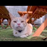 猫島の寿司屋さんの外の席にいた猫が可愛すぎた(YouTube)