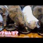 えっ？なんで？  これが分かればあなたはネコヤギマイスター認定です ( ´艸｀)(YouTube)