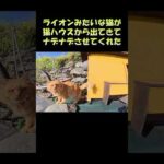 ライオンみたいな猫が猫ハウスから出てきてナデナデさせてくれた #猫 #ねこ #cat(YouTube)