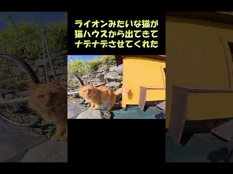 ライオンみたいな猫が猫ハウスから出てきてナデナデさせてくれた #猫 #ねこ #cat(YouTube)