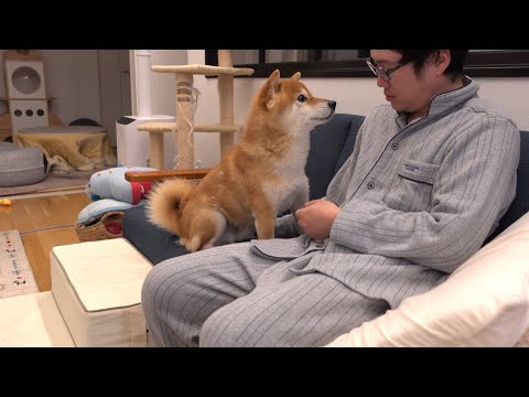 パパが高熱に…優しすぎる柴犬の寄り添い方と本音(YouTube)