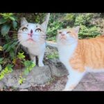 先輩の茶シロ猫が臆病な子猫に「この人は安全だよ」と教えてあげる(YouTube)