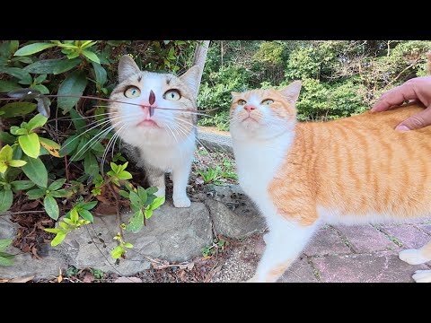 先輩の茶シロ猫が臆病な子猫に「この人は安全だよ」と教えてあげる(YouTube)