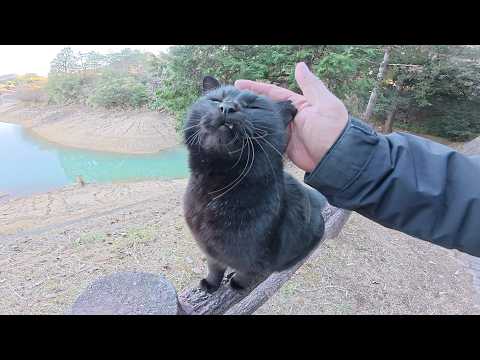 ダムを眺めていたら、人懐っこい黒猫ちゃんがモフられにやって来た(YouTube)