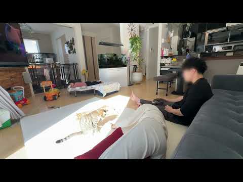 カワウソ・猫2匹・3歳子供家族のとある休日の定点風景 A typical day in the life of a family of otters and two cats(YouTube)