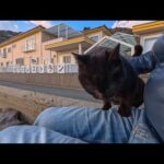 防波堤にいた黒猫ちゃんの隣に座ったら、自然と膝の上に乗ってきた尊い時間(YouTube)