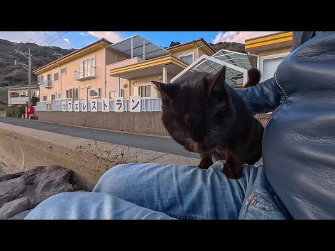 防波堤にいた黒猫ちゃんの隣に座ったら、自然と膝の上に乗ってきた尊い時間(YouTube)