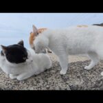 平和な猫の集まりにギザギザ頭のヤンキー猫が現れて・・・(YouTube)