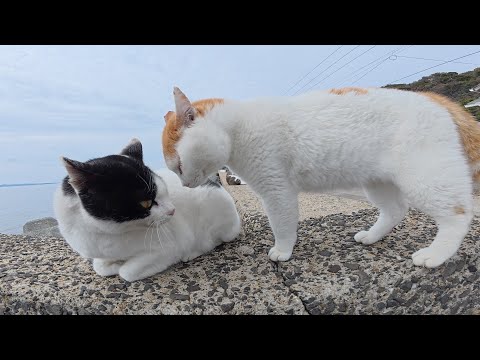 平和な猫の集まりにギザギザ頭のヤンキー猫が現れて・・・(YouTube)