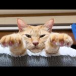 飼い主がぎっくり腰になると猫たちはこうなりました…(笑)(YouTube)