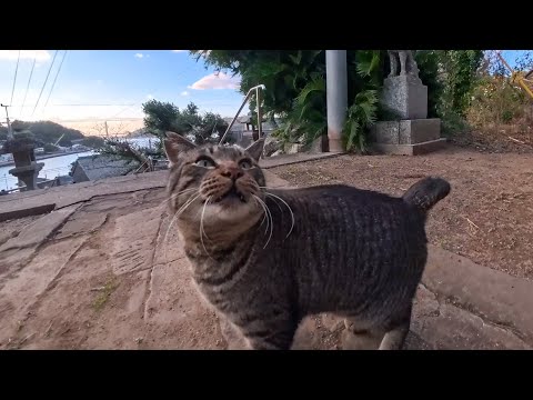 漁港の街の神社に行ったら、猫が自分からモフられに出てきた癒しの奇跡🐱⛩️(YouTube)