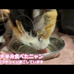 水分補給パウチ半分食べたニャ  余命1週間のビビ穏やかに過ごせています 2026 01 20 1(YouTube)