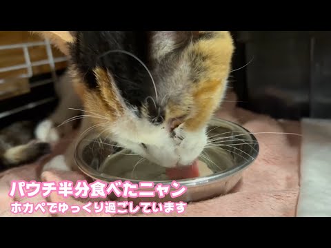 水分補給パウチ半分食べたニャ  余命1週間のビビ穏やかに過ごせています 2026 01 20 1(YouTube)