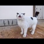 撫でられてる茶トラを押しのけて「次は私！」と割り込む白黒猫が可愛すぎた(YouTube)