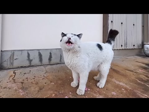 撫でられてる茶トラを押しのけて「次は私！」と割り込む白黒猫が可愛すぎた(YouTube)