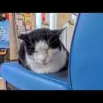 誰もいないフェリー乗り場の待合室、ベンチで静かに眠る猫が可愛すぎた(YouTube)