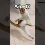 トロのドジっ子集🐱 #shorts(YouTube)