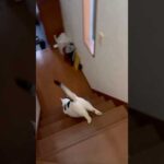 ムチムチのおちり(YouTube)