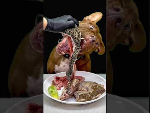 今日も豪快に牛のハートを食べるピットブル(YouTube)