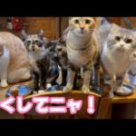 早くしてニャン！お代わりニャン  2026 01 06 2(YouTube)