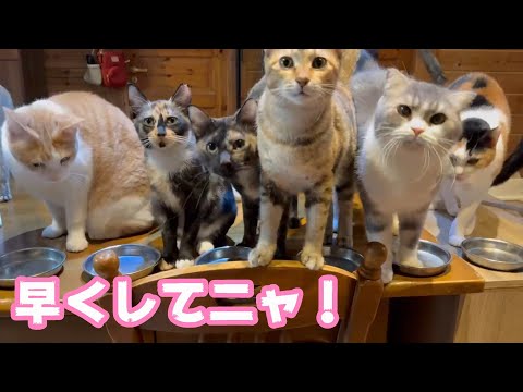 早くしてニャン！お代わりニャン  2026 01 06 2(YouTube)