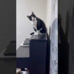 お母さんを見て一言(YouTube)